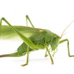 バッタに似てる緑色の虫の種類は？